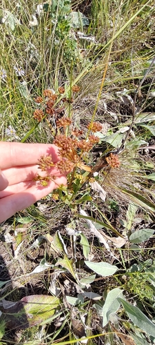 Bupleurum multinerve, photograph 5