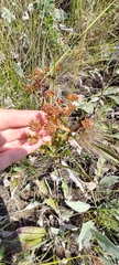 Bupleurum multinerve, photograph (c) Полина Полежанкина, some rights reserved (CC BY)