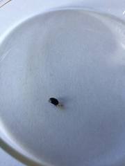 Dactylosternum abdominale