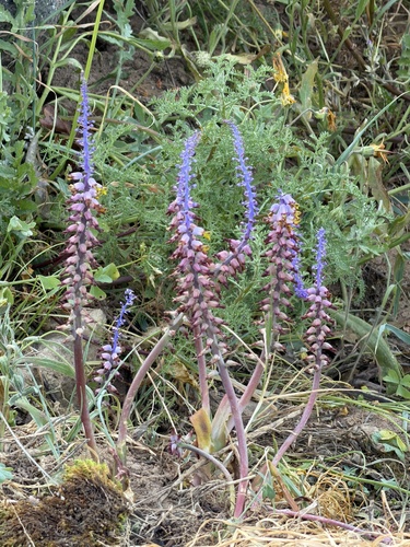 Lachenalia mutabilis