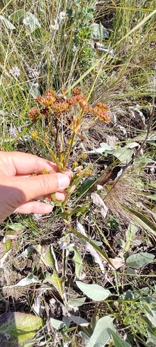 Bupleurum multinerve, photograph 6
