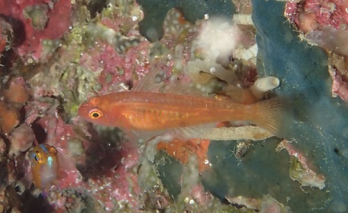 Trimma taylori observed 2026-06-09