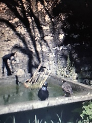 Sturnus vulgaris