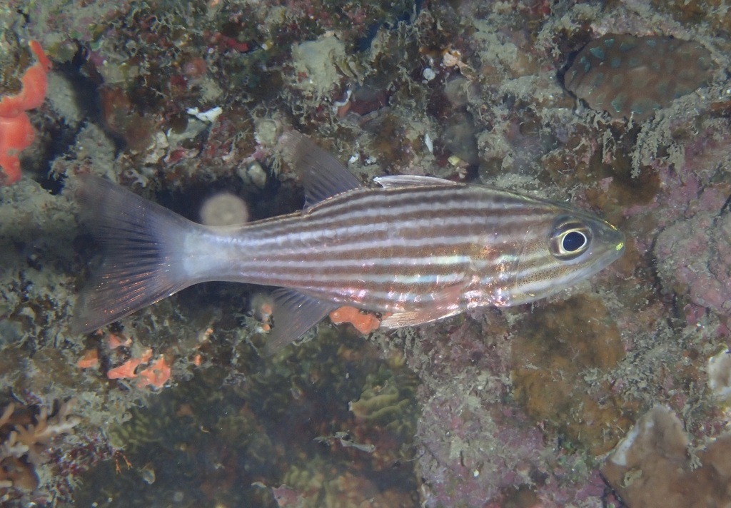 Inbetween Cardinalfish
