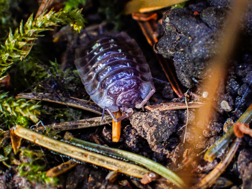 Common Shiny Woodlouse