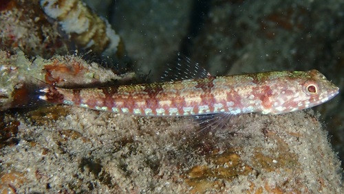 Synodus jaculum observed 2026-06-09