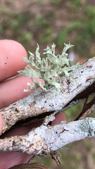 Ramalina culbersoniorum