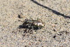 Cicindela decemnotata