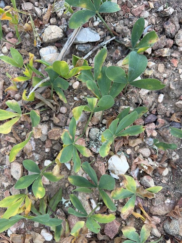 Oxalis flava, photograph 3