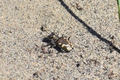 Cicindela decemnotata