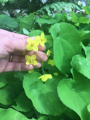 Epimedium