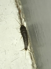 Lepisma