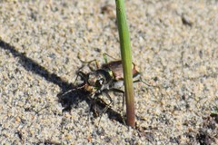 Cicindela decemnotata