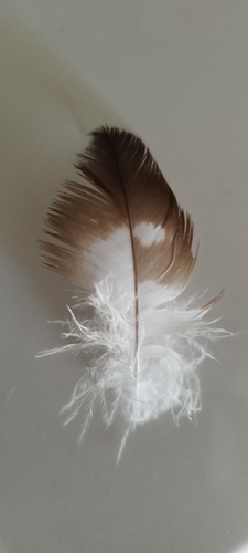 Plume de Bondrée apivore