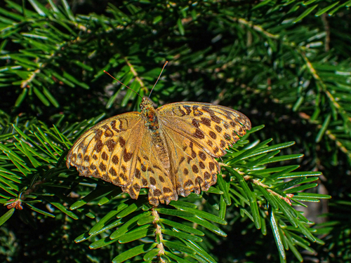 Silver-washed Fritillary