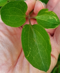 Clematis terniflora