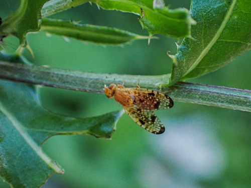 Mottled Thistle Fly