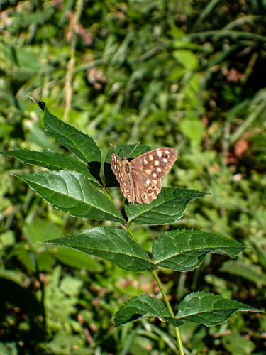 Speckled Wood