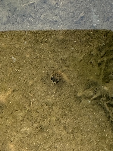 Laccophilus fasciatus rufus