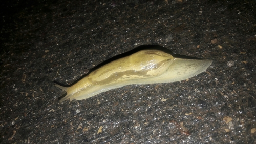 Vine Slug