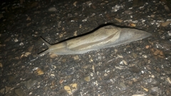 Drusia ibera