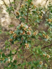 Baccharis conferta