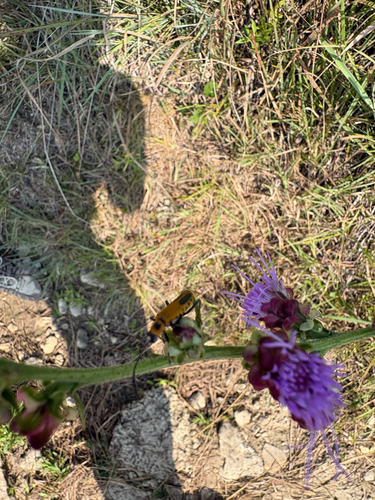 Goldenrod Soldier Beetle