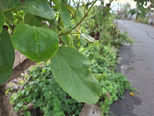Cordia dichotoma, photograph 1