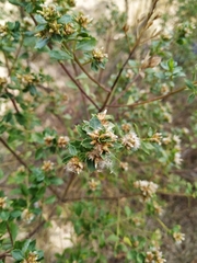 Baccharis conferta