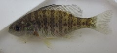 Lepomis gibbosus