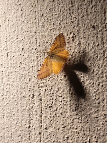 Purple-barred Yellow