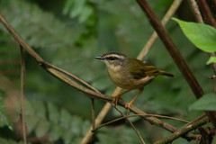 Myiothlypis rivularis