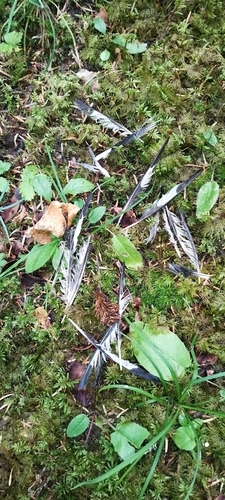 Plume de Grosbec casse-noyaux