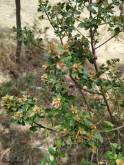 Baccharis conferta