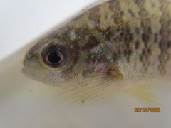 Lepomis gibbosus