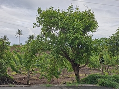 Cordia dichotoma, photograph (c) vrxz, some rights reserved (CC BY-SA)