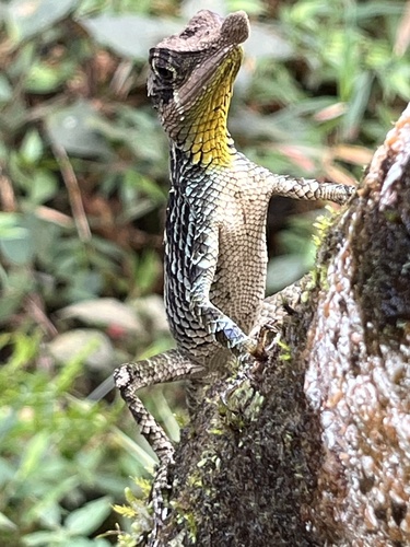 Leaf-nosed Lizard