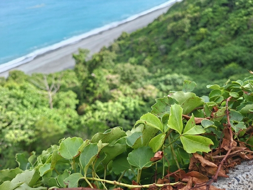 Parthenocissus dalzielii, photograph 5