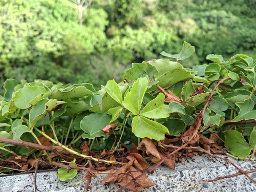 Parthenocissus dalzielii, photograph 6