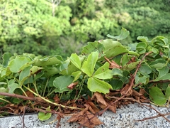 Parthenocissus dalzielii, photograph (c) vrxz, some rights reserved (CC BY-SA)