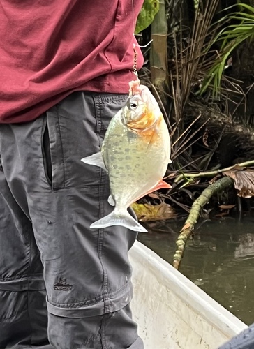 Holland's piranha (Serrasalmus hollandi) — Serrasalmidae — 5