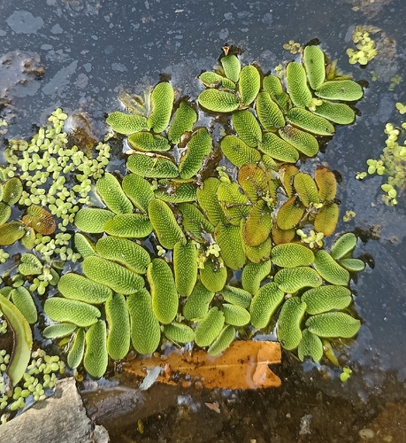 floating fern