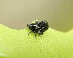 Trigonopterus