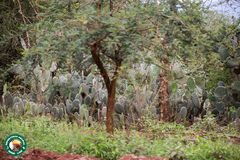 Dichrostachys cinerea