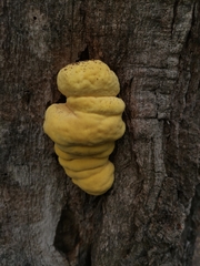 Laetiporus sulphureus