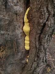 Laetiporus sulphureus