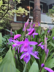 Bletilla