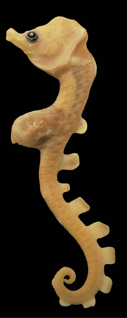 Paradoxical Seahorse