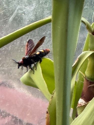 Mammoth Scoliid Wasp