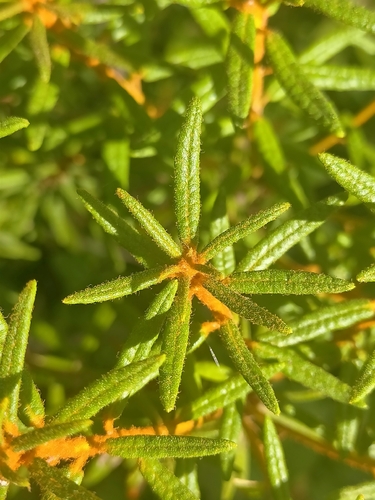 marsh Labrador tea